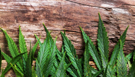 cannabis